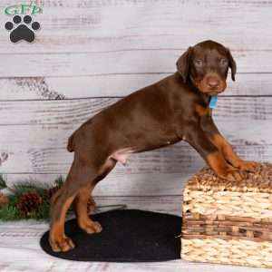 Jackson, Doberman Pinscher Puppy